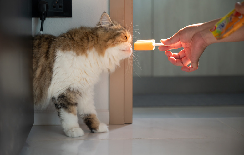 Close up of pet owner trying to giving an ice cream to her cat. It's a bad activity because most cats are lactose intolerant.