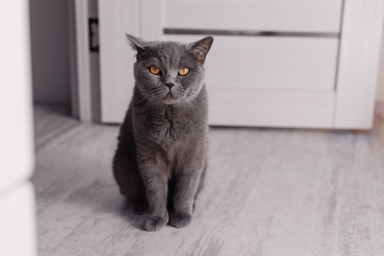 Noble proud cat lying on window sill. The British Shorthair with blue gray fur