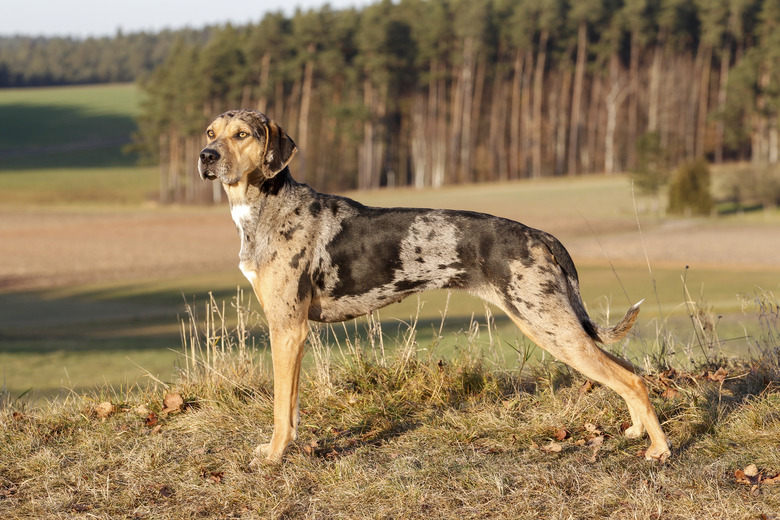 Louisiana Catahoula Leopard Dog