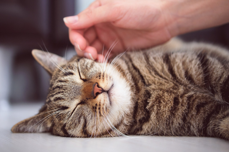 A girl or Woman is Stroking A sleeping Striped Fluffy Gray kitten with her Hand. The cat is lying on the floor and resting, relaxing. A shelter for homeless animals.