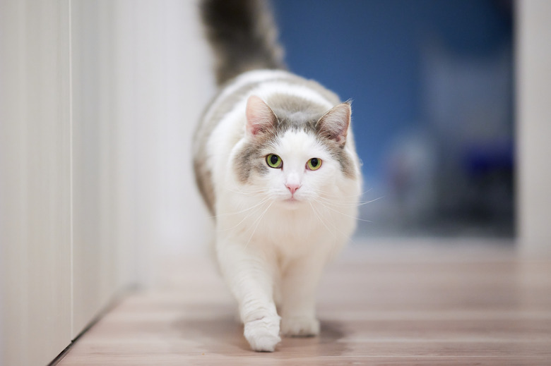 White Cat Walking On Wooden Flooring Towards Camera