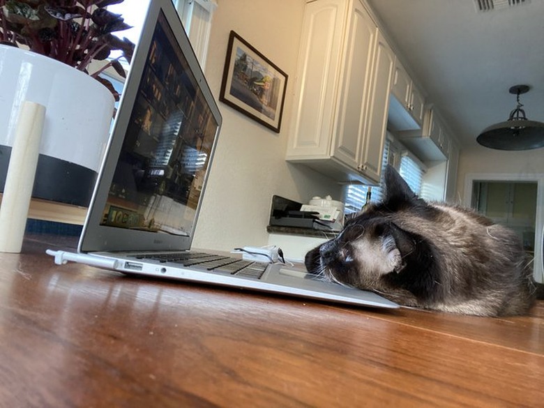 cat sleeps on open laptop