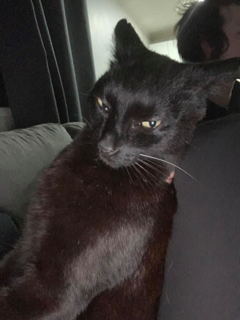 black cat scolded by human for attacking curtains