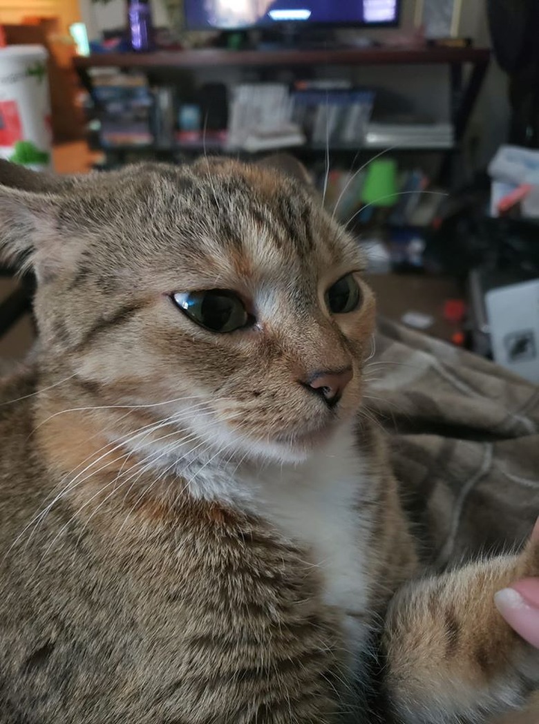 cat with flat ears leans back