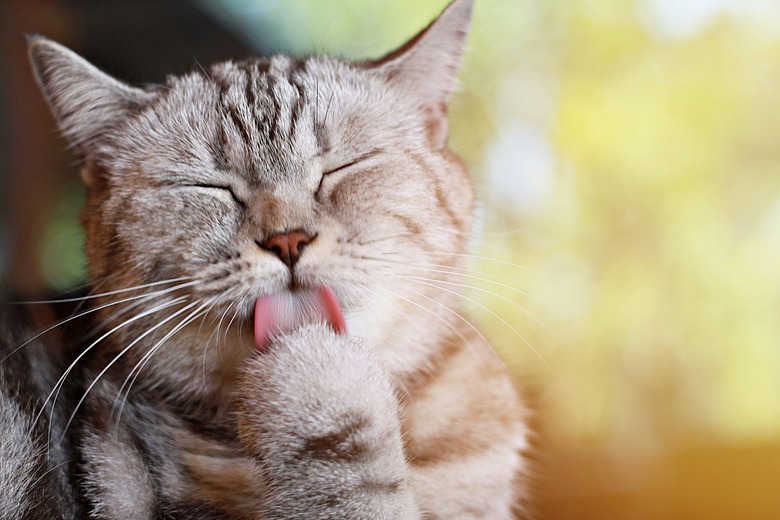 Lovely cat licking his paw for clean his hairs, soft focus