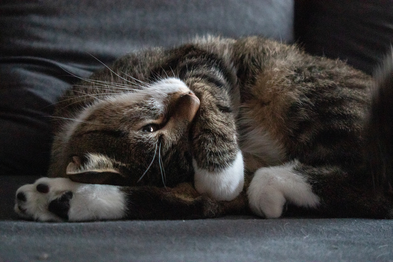 Brown-Grey Cat with dark stripes on dark grey sofa