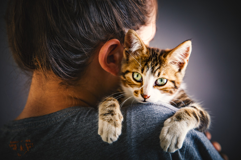 Kitten and the owner