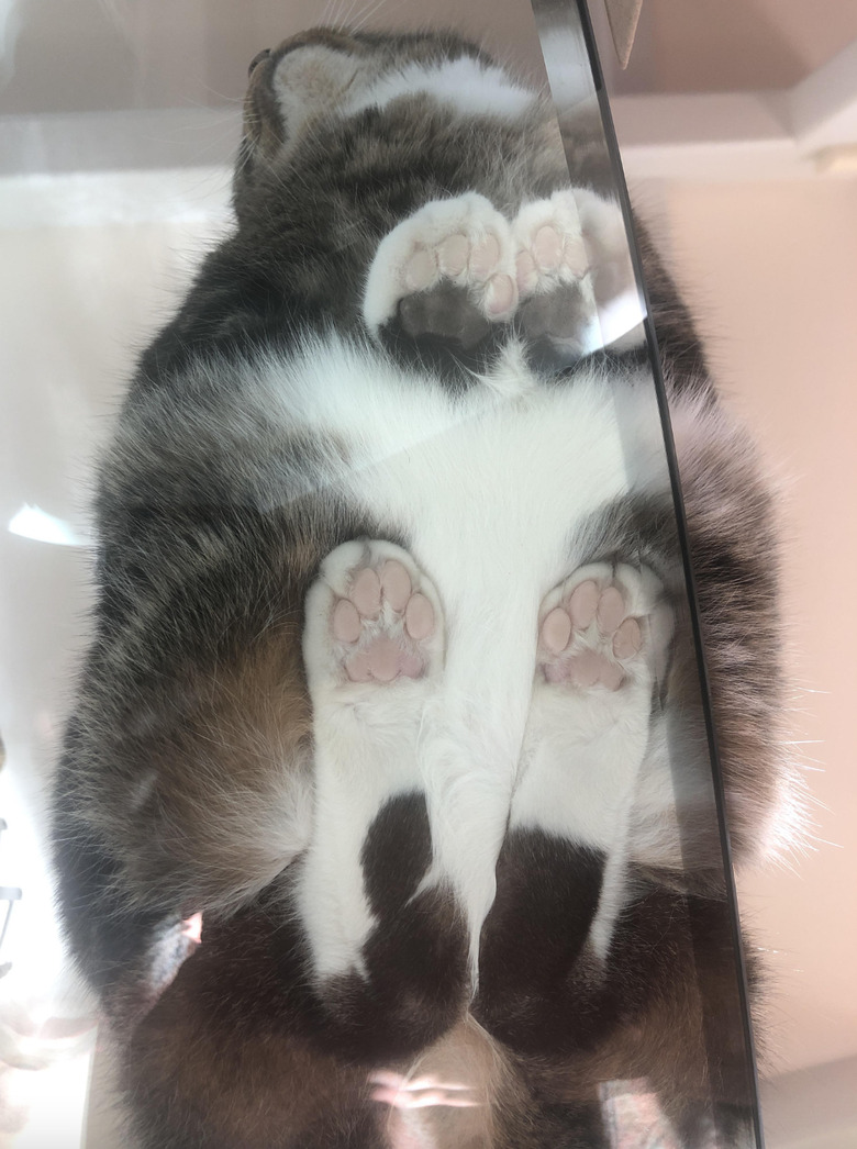 Cats Smooshed On Glass Tables Will Bring You Instant Happiness Cuteness