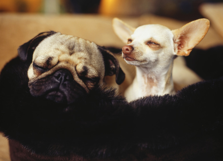 Chihuahua and Pug side by side, close-up