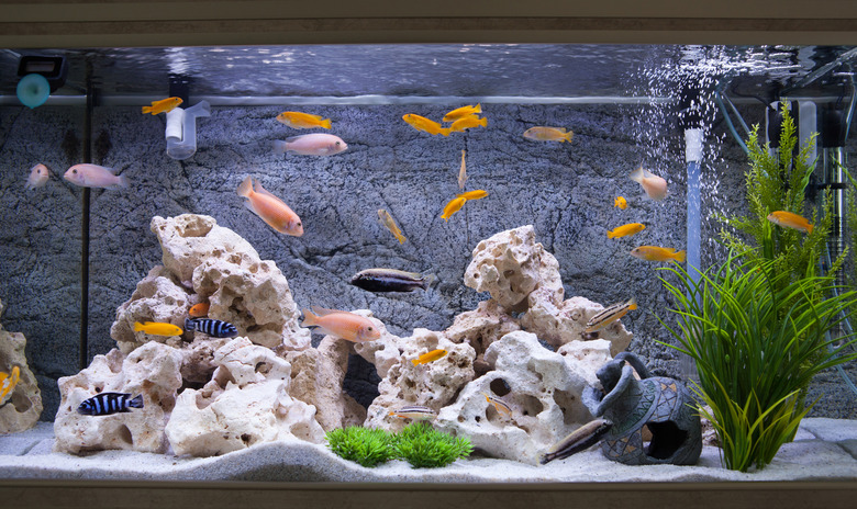 Aquarium with cichlids fish from lake malawi