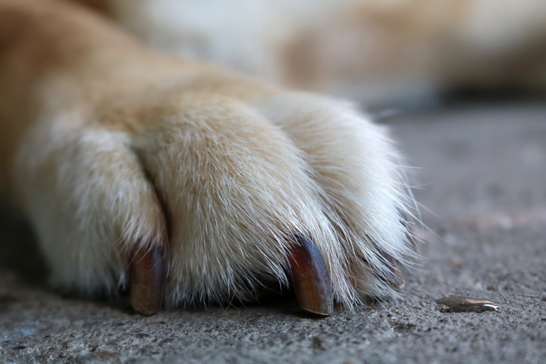 Dog foot on the floor