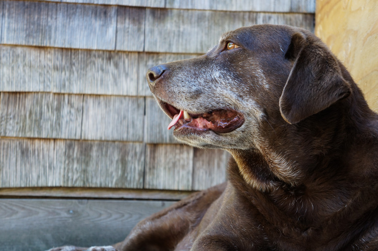 Old chocolate lab dog