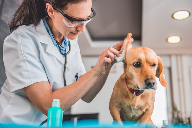 Veterinarian cleaning dog ears