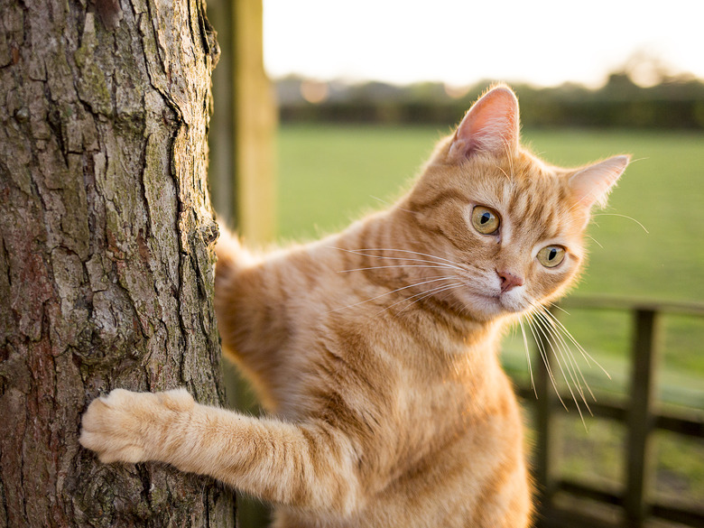 Ginger cat on tree trunk