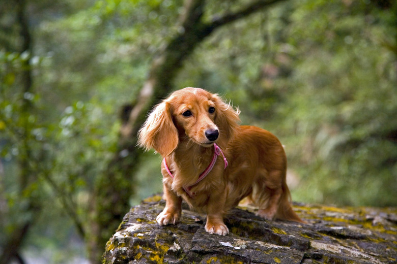 Long coat miniature dachshund best sale