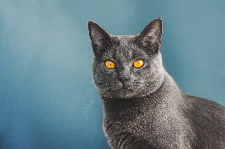 Potrait of a gray Chartreux cat with pumpkin colored eyes.