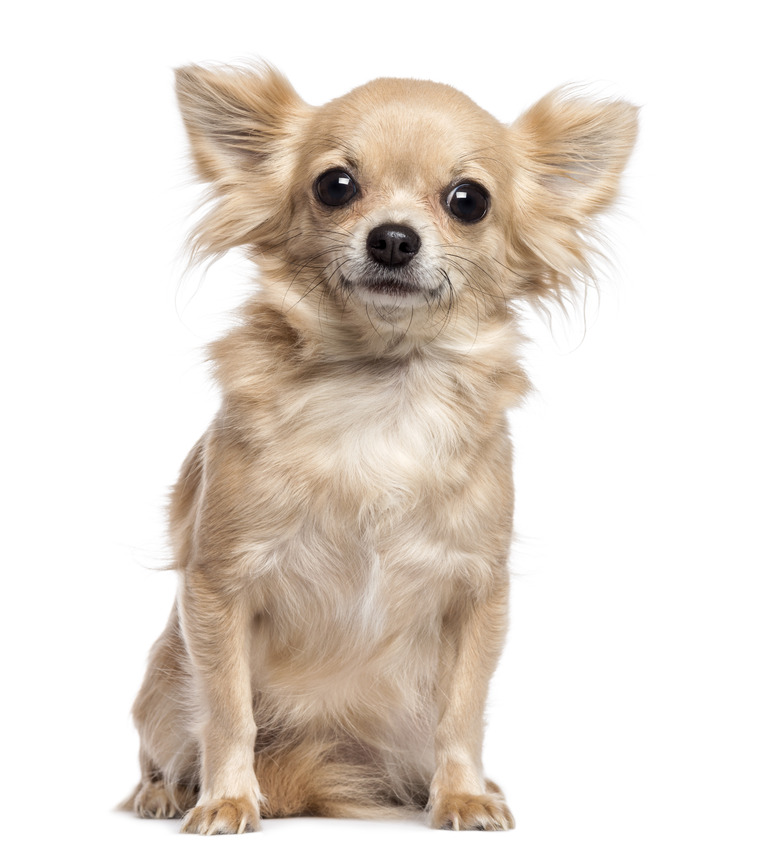 Chihuahua sitting and looking at camera against white background