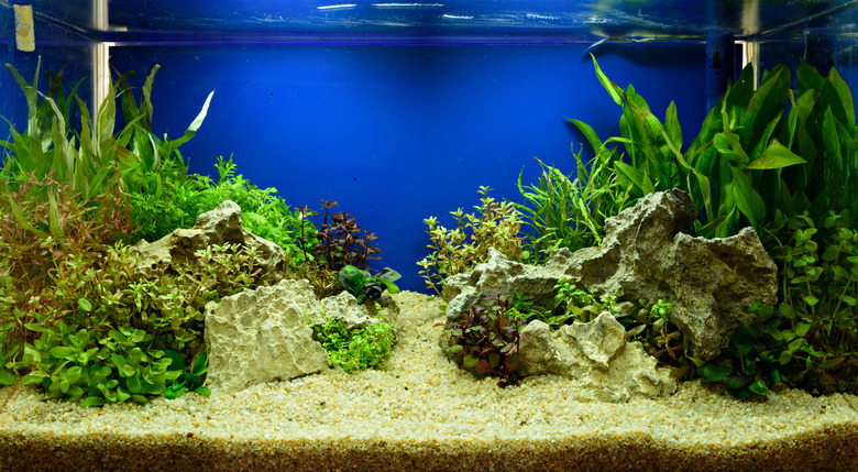 How To Clean Aquarium Rocks And Decorations Cuteness