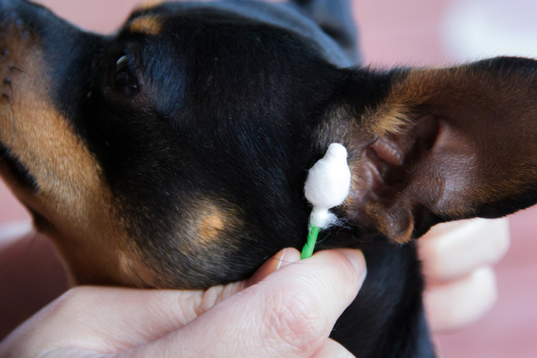 Using a Q-tip on a dog's outer ear