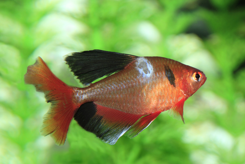 Long Fined Surpee Tetra with Aquatic Fugus