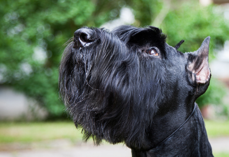 Close up of a giant schnauzer outside