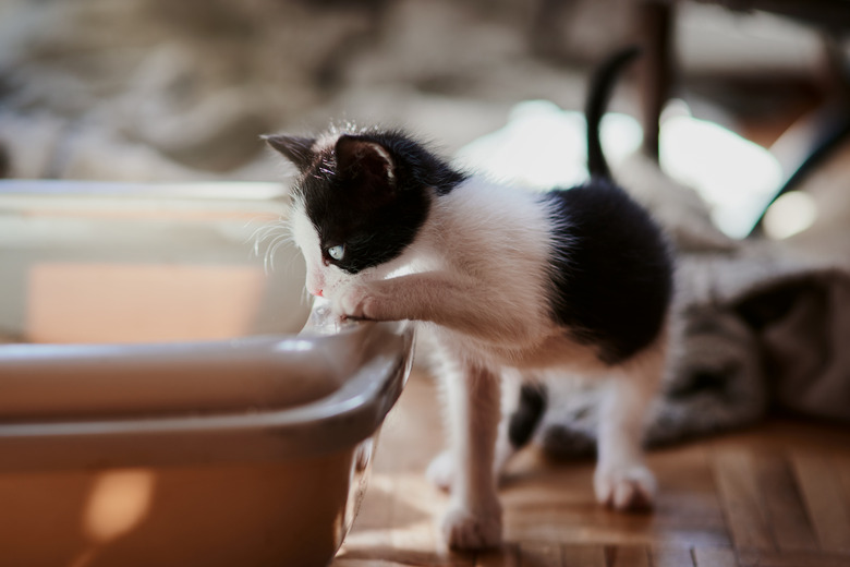 How To Clean Up Cat Poop Cuteness