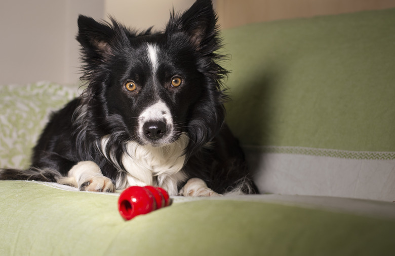 How to clean a kong fashion dog bed