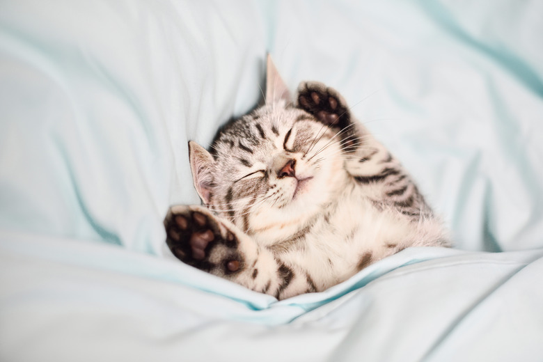 Lovely kitten on sleeping