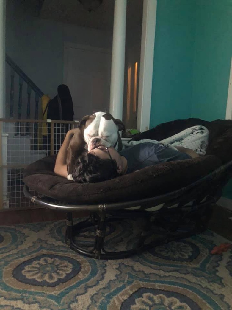 bulldog sleeps on person