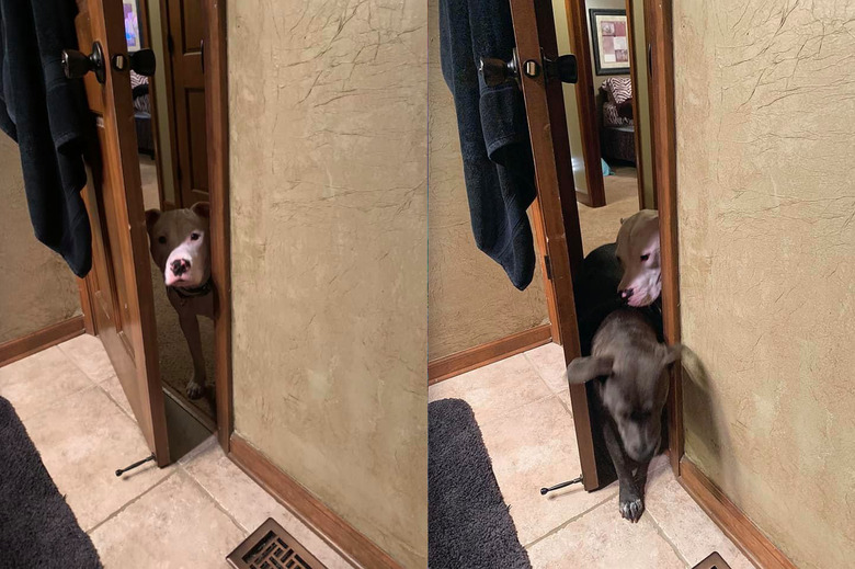 dogs push their way into bathroom