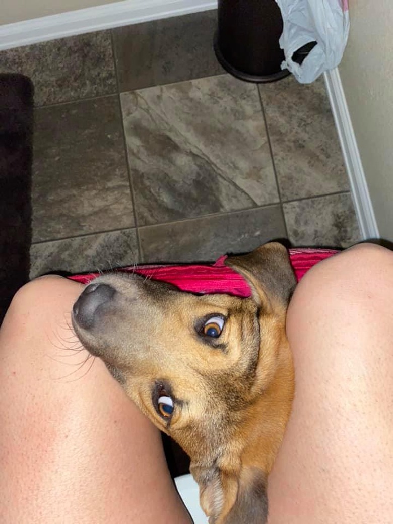 dog sits in woman's underwear