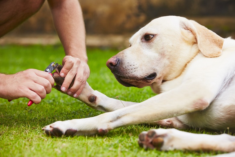 Toenails of the dog