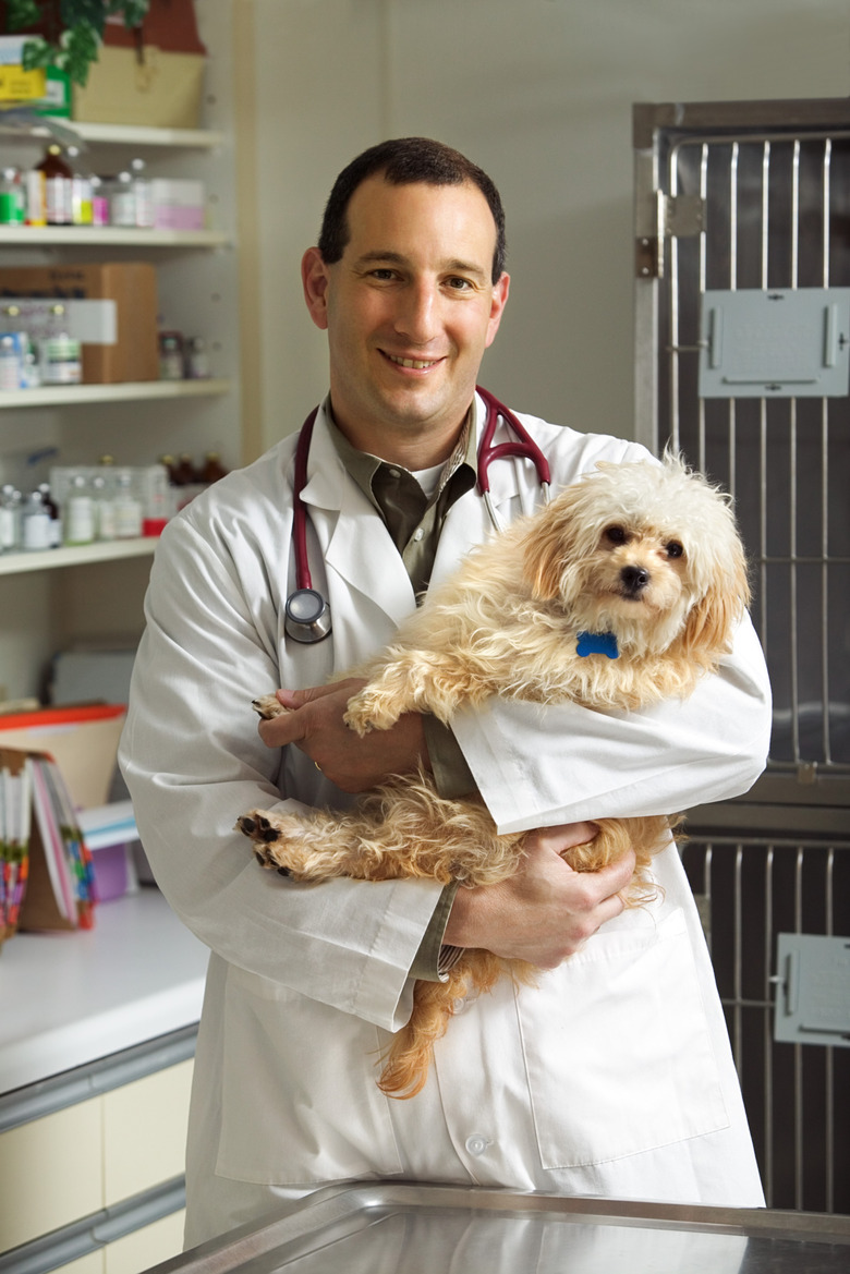 Vet holding dog in clinic