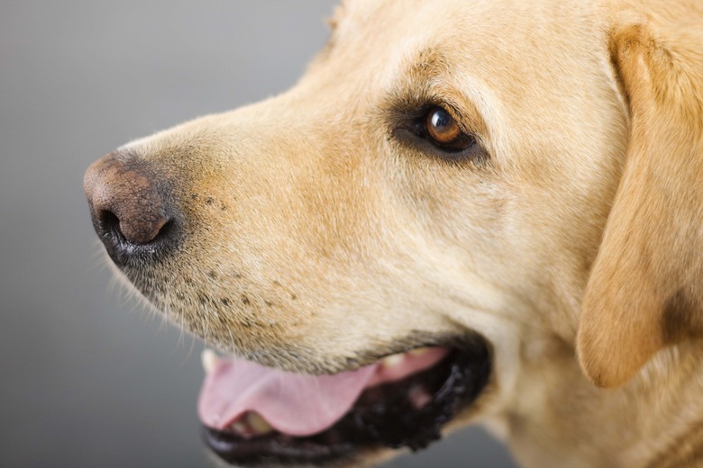 Golden retriever