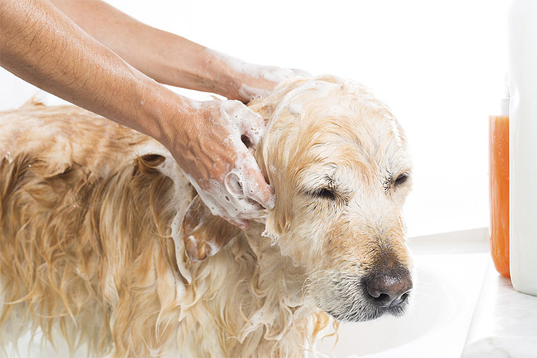 Golden Retriever in the bath