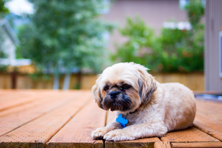 Close-up of shih tzu sitting on bench