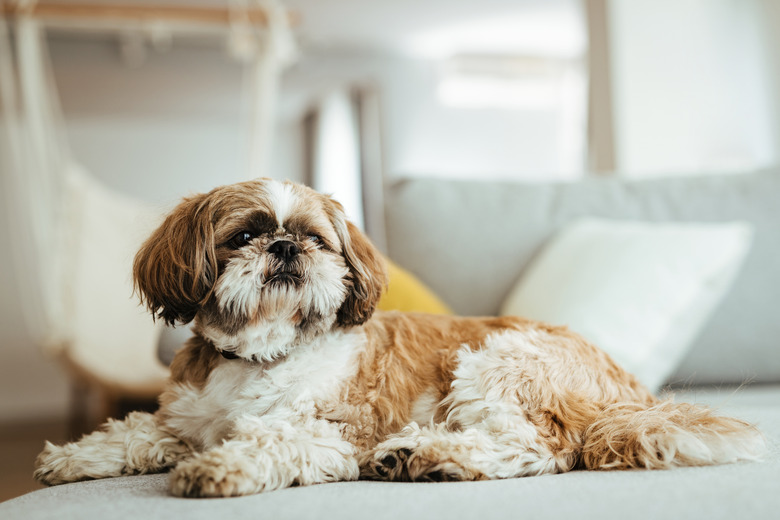 Shih tzu dog relaxing on the sofa.