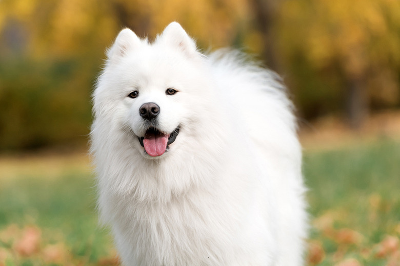 large white dog