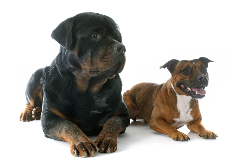 Staffordshire bull terrierand rottweiler  in front of white background