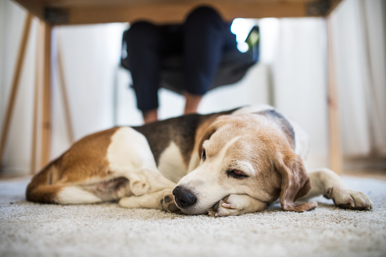 A pet dog sitting under the desk in home office.