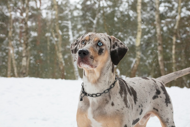 Catahoula Leopard Dog