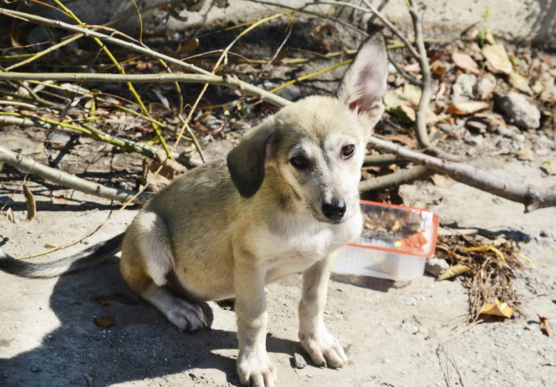 homeless stray dog