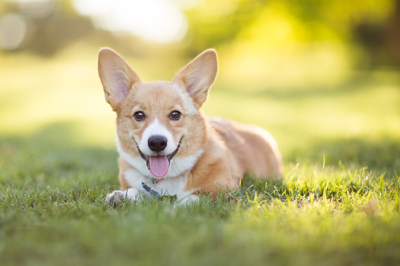 Pembroke Welsh corgi puppy resting in Grass