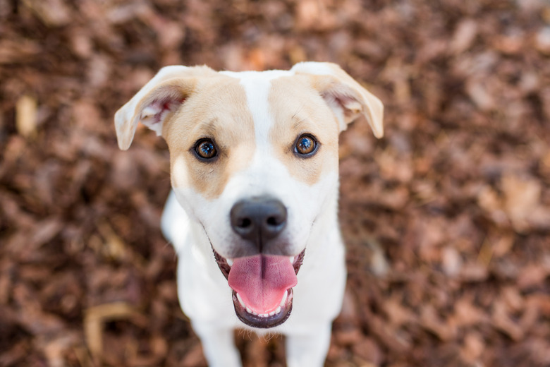 Pit Bull Terrier mixed dog