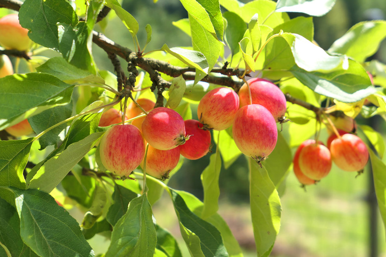 Crabapple tree full of apple fruits.