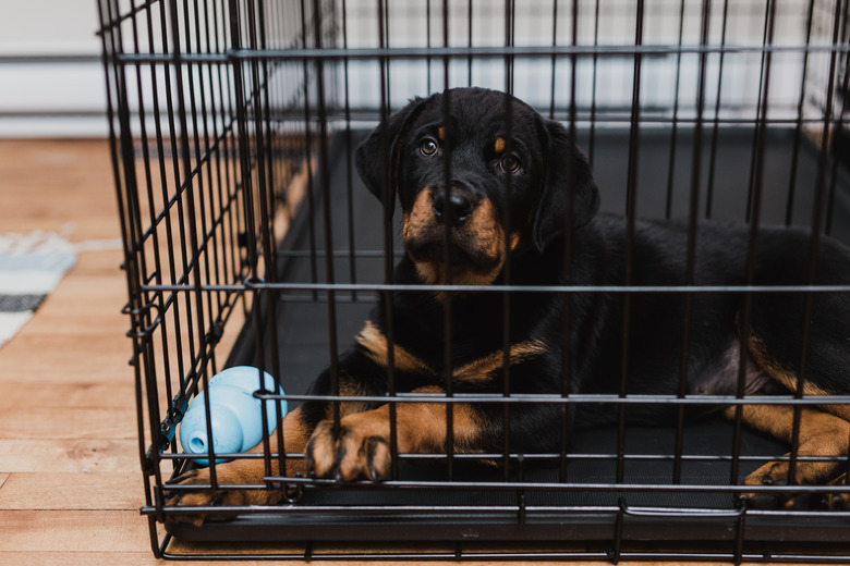 Crate training 5 month old puppy hotsell