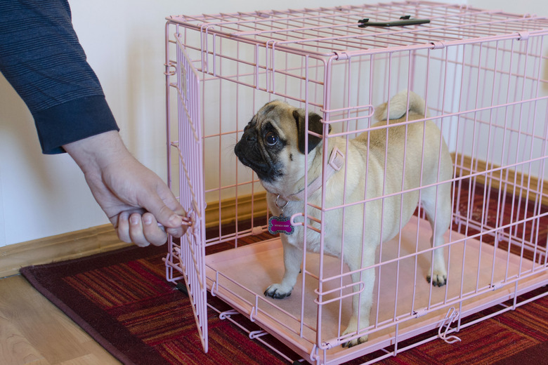 A pug in a pink crate