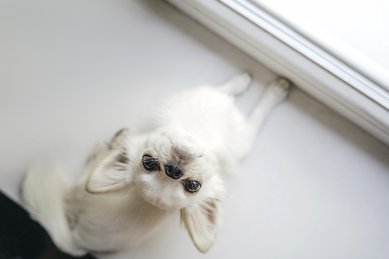 Cute and playful little chihuahua laying on a window sill