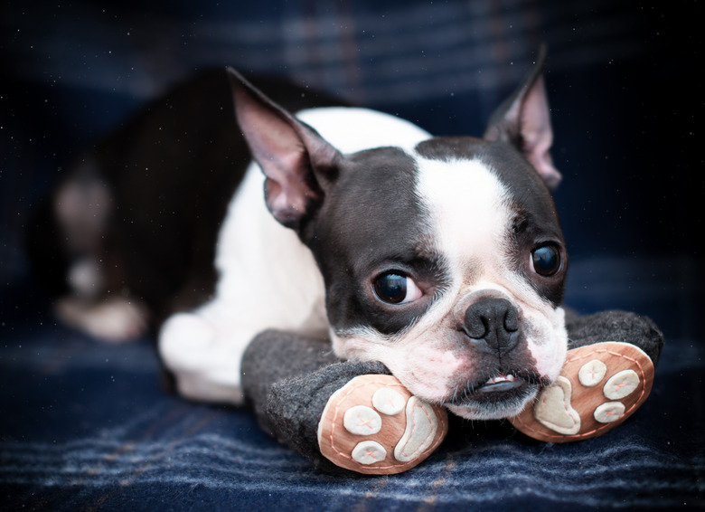 How To Crochet Puppy Booties Cuteness