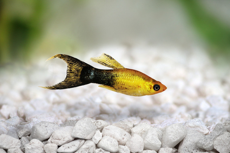 Golden black Lyretail Molly Poecilia latipinna aquarium fish